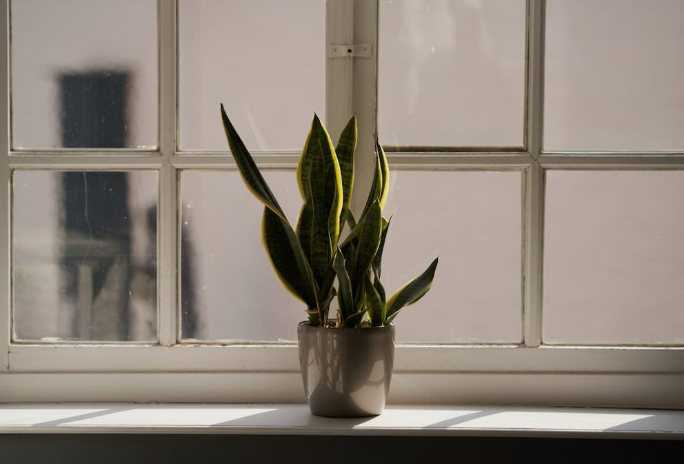 Snake plant