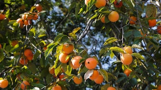 Kaki: Am Strauch eines Kakibaums hängen viele, orange leuchtende Kakifrüchte