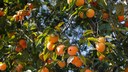 Kaki: Am Strauch eines Kakibaums h&auml;ngen viele, orange leuchtende Kakifr&uuml;chte