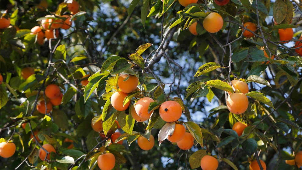 Kaki: Am Strauch eines Kakibaums hängen viele, orange leuchtende Kakifrüchte