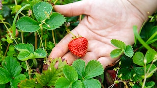 Erdbeeren werden üblicherweise den Mittelzehrern zugeordnet