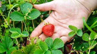 Erdbeeren werden üblicherweise den Mittelzehrern zugeordnet