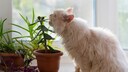 Manche Zimmerpflanzen sind giftig f&uuml;r haustiere. Vor allem Katzen knabbern gern an den Bl&auml;ttern. Bevor man sich eine neue Zimmerpflanze anschafft, ist es wichtig zu wissen, ob sie giftig f&uuml;r Haustiere sein kann.