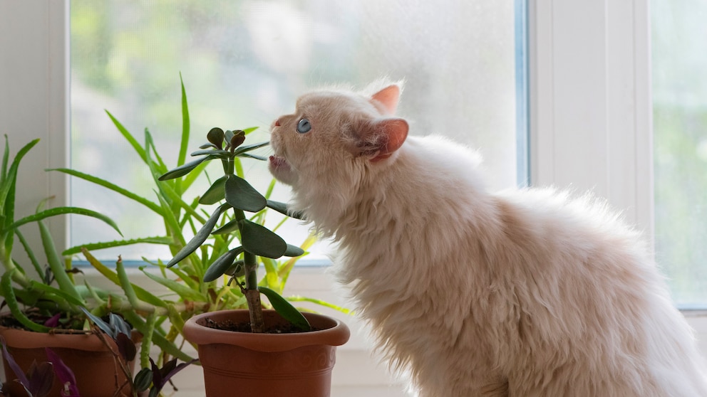 Manche Zimmerpflanzen sind giftig für haustiere. Vor allem Katzen knabbern gern an den Blättern. Bevor man sich eine neue Zimmerpflanze anschafft, ist es wichtig zu wissen, ob sie giftig für Haustiere sein kann.