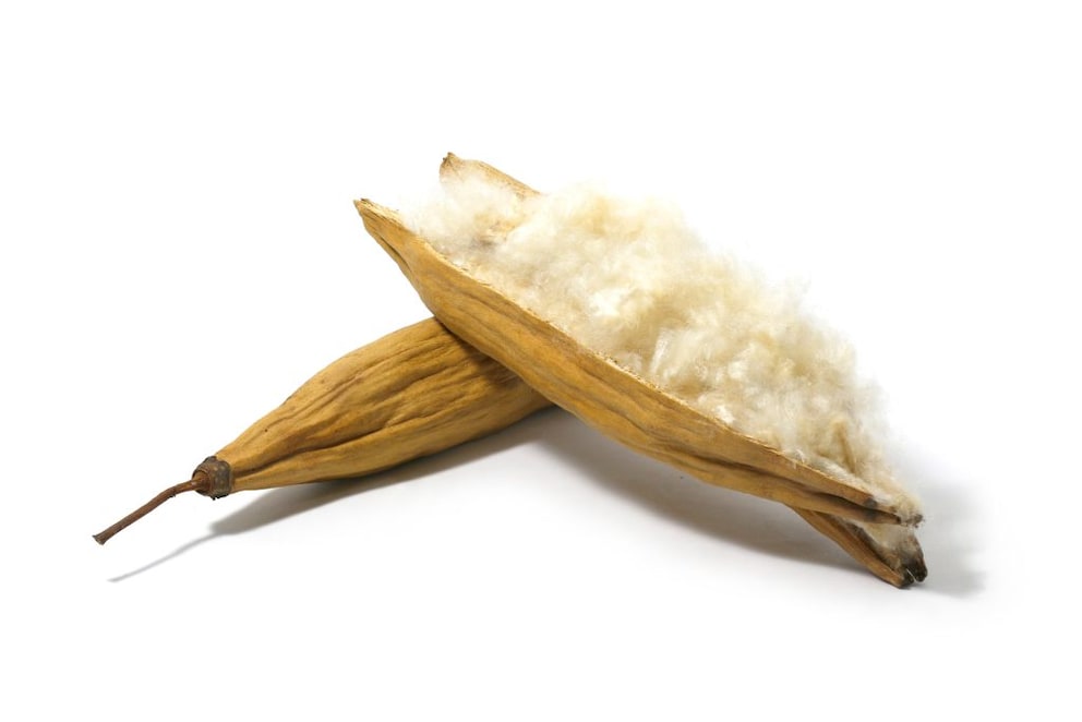 Kapok fibers