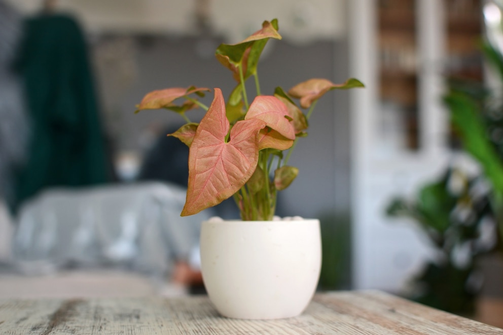 Die Purpurtute ist eine sehr beliebte bunte Zimmerpflanze, da ihre Pflege sehr einfach ist.