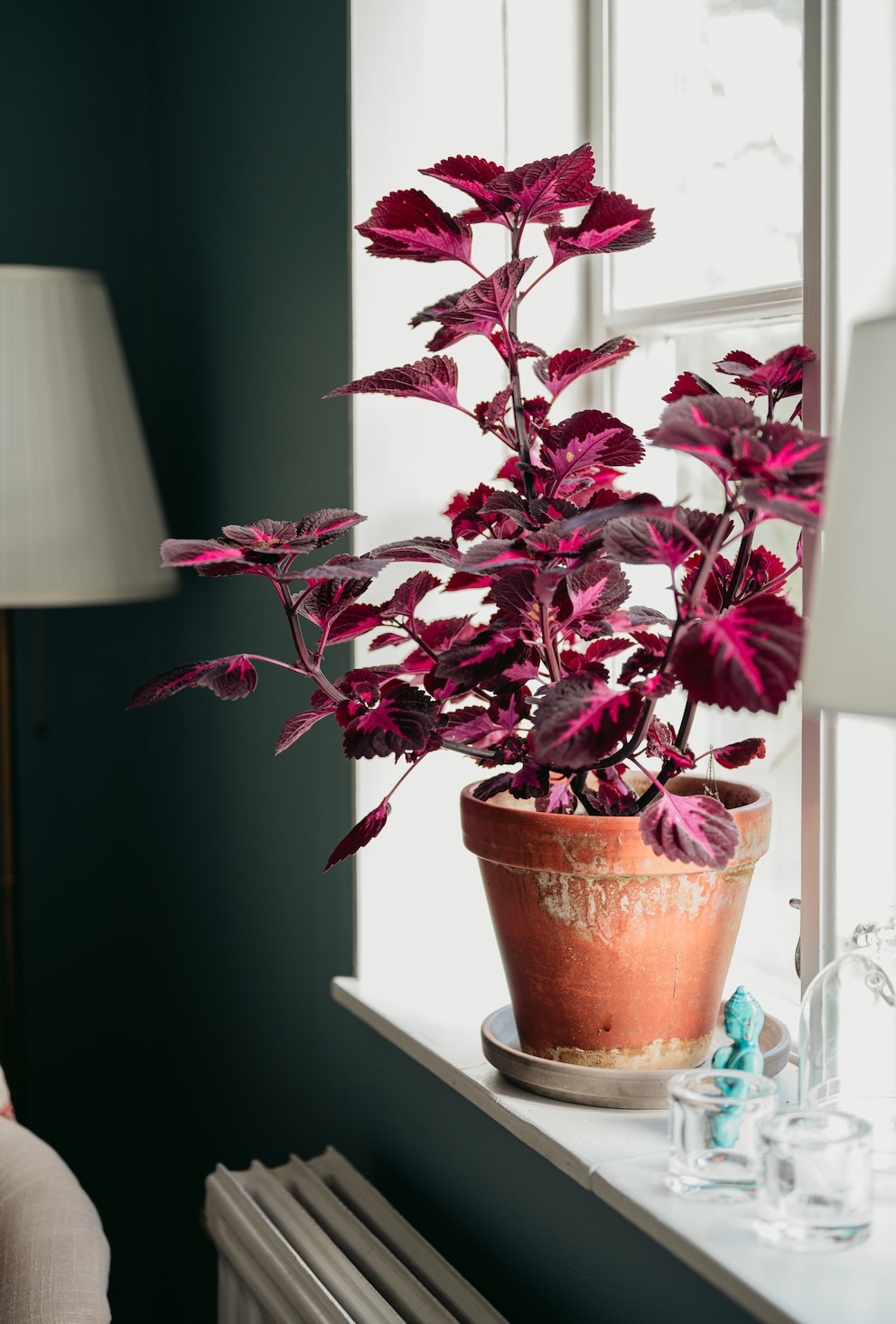 Die Buntnessel ist beliebt als Zimmer- und Balkonpflanze. Es gibt sie in verschiedenen Farbvariationen
