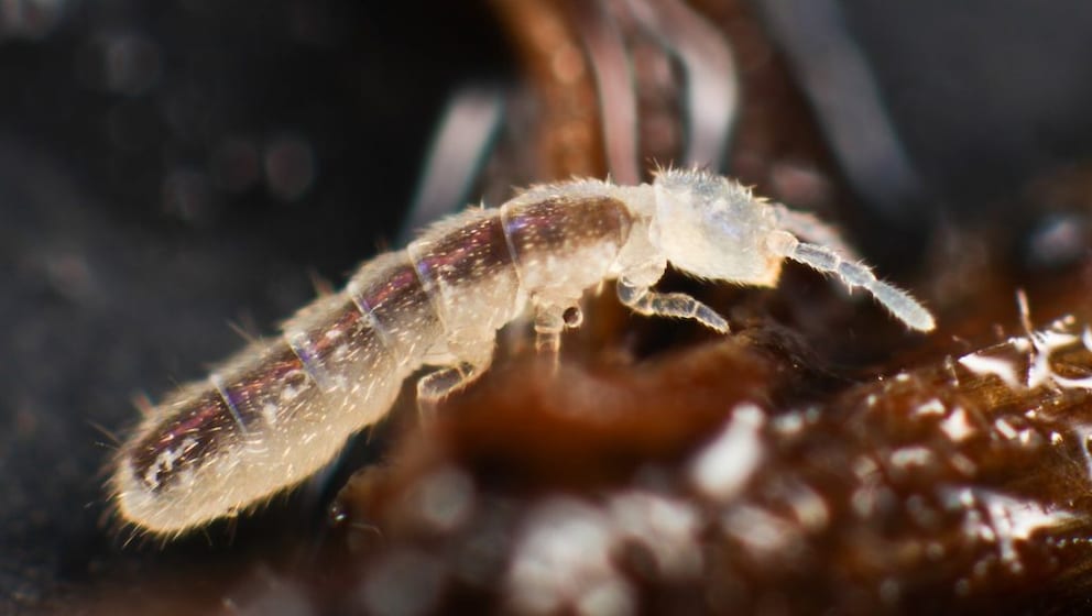 Springtails: Close-up of a springtail