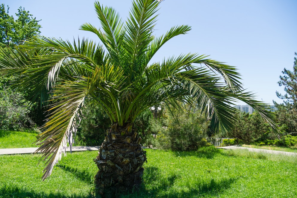 Den Inbegriff einer perfekten palme stellt wohl die kanarische Dattelpalme dar. Auch sie ist eine winterharte Palme 