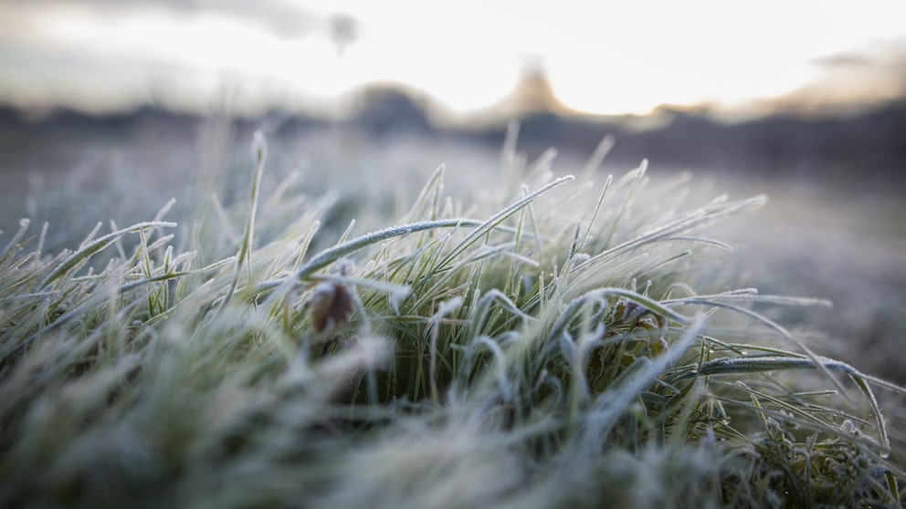 Rasen Winter: Großaufnahme von Grashalmen im Schnee