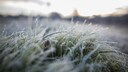 Rasen Winter: Großaufnahme von Grashalmen im Schnee