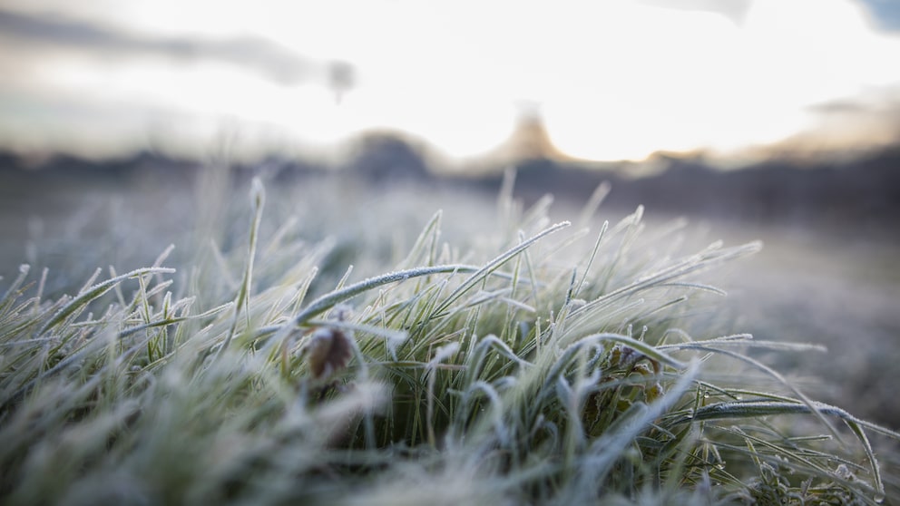 Rasen Winter: Großaufnahme von Grashalmen im Schnee