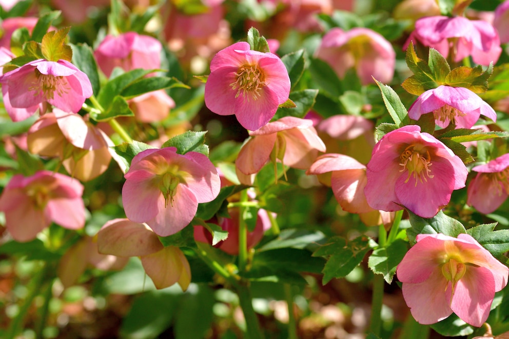 Durch die frühe Blüte ist die Christrose sehr beliebt