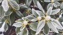 Kahlfrost: Blätter und Blütenknospen von Rhododendron bedeckt von Kahlfrost