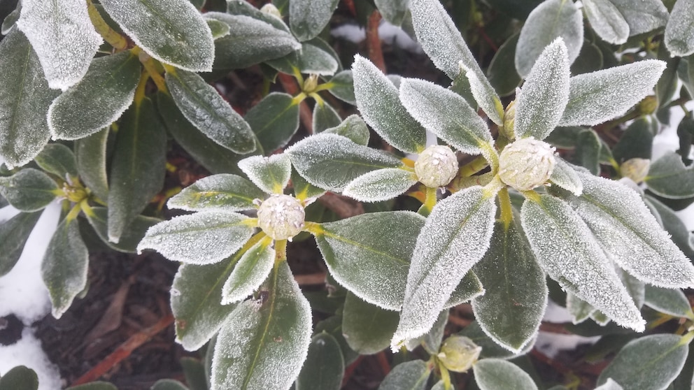 Kahlfrost: Blätter und Blütenknospen von Rhododendron bedeckt von Kahlfrost