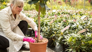 Rhododendron zählt zu den Flachwurzlern