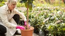 Rhododendron zählt zu den Flachwurzlern