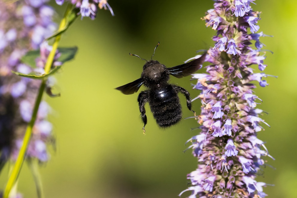 Bei Bienen und Schmetterlingen sind Duftnessel sehr beliebt