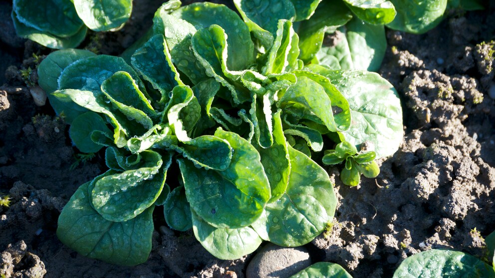 Der Feldsalat ist ein typischer Dunkelkeimer