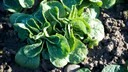 Der Feldsalat ist ein typischer Dunkelkeimer