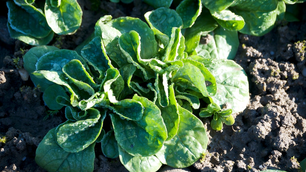 Der Feldsalat ist ein typischer Dunkelkeimer