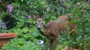 Rehe im Garten