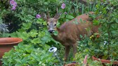 Rehe im Garten