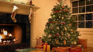 Wer einen Weihnachtsbaum kauft, kauft einige Tausend Mitbewohner dazu – außer man greift auf eine unechte Alternative zurück