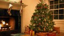 Wer einen Weihnachtsbaum kauft, kauft einige Tausend Mitbewohner dazu – außer man greift auf eine unechte Alternative zurück