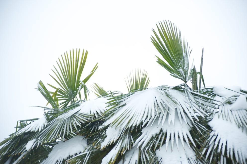 The Chinese Windmill Palm is winter-hardy but doesn't mind some support when the frost gets too severe