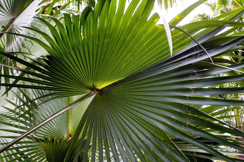 Besonders für kleine Gärten eignet sich die Zwergpalmetto