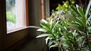 Oleander überwintern