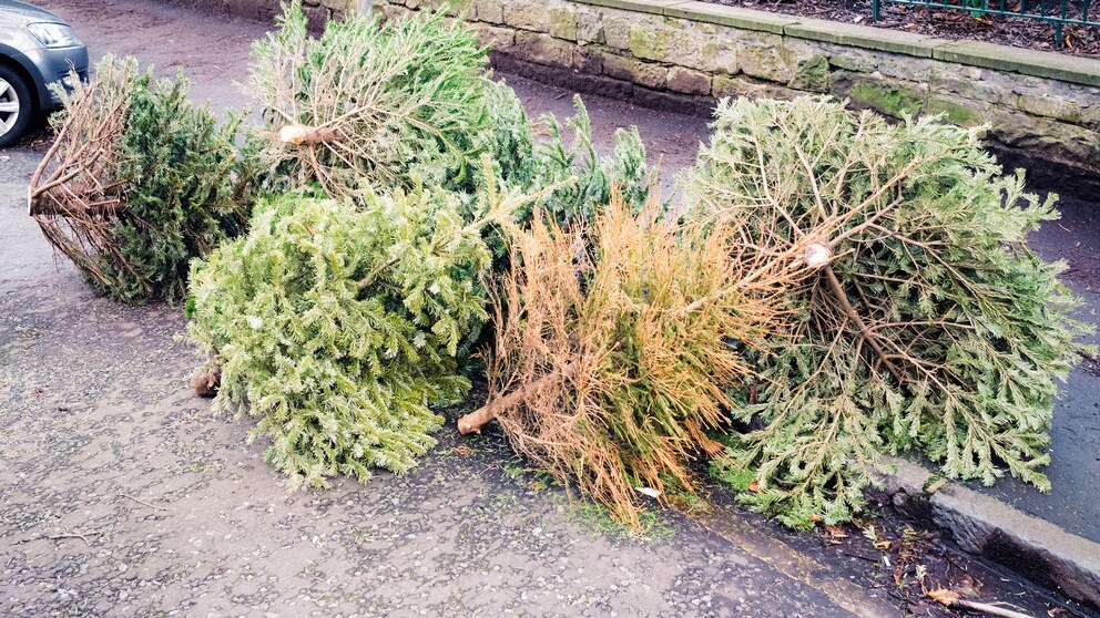 Kein seltener Anblick: Nach den Feiertagen landen viele Weihnachtsbäume bis zur Abholung am Straßenrand