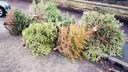 Kein seltener Anblick: Nach den Feiertagen landen viele Weihnachtsbäume bis zur Abholung am Straßenrand
