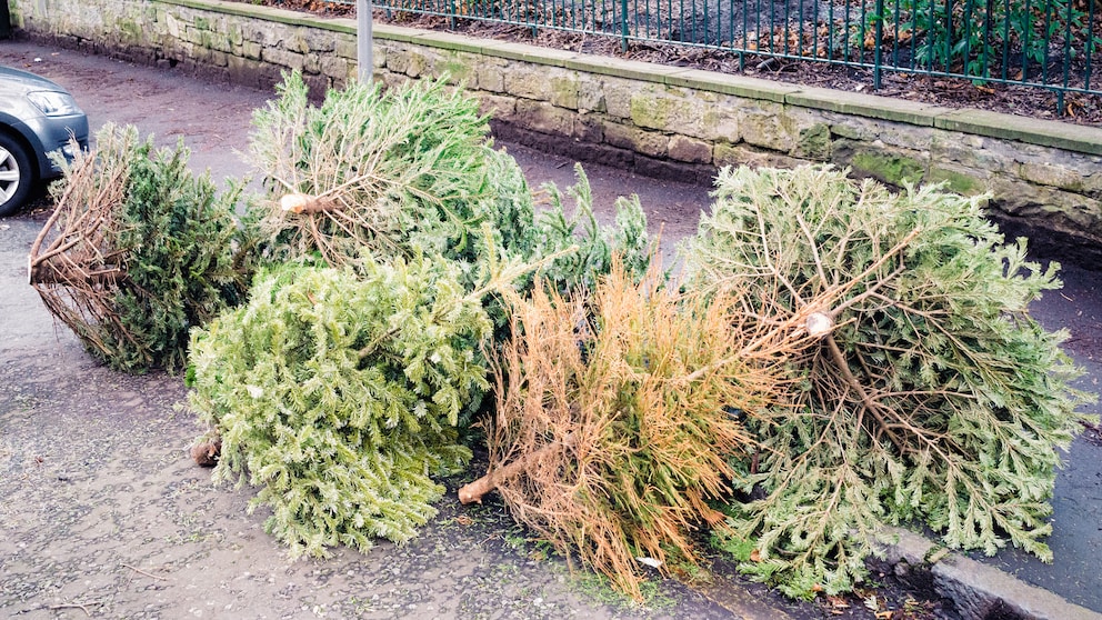 Kein seltener Anblick: Nach den Feiertagen landen viele Weihnachtsbäume bis zur Abholung am Straßenrand