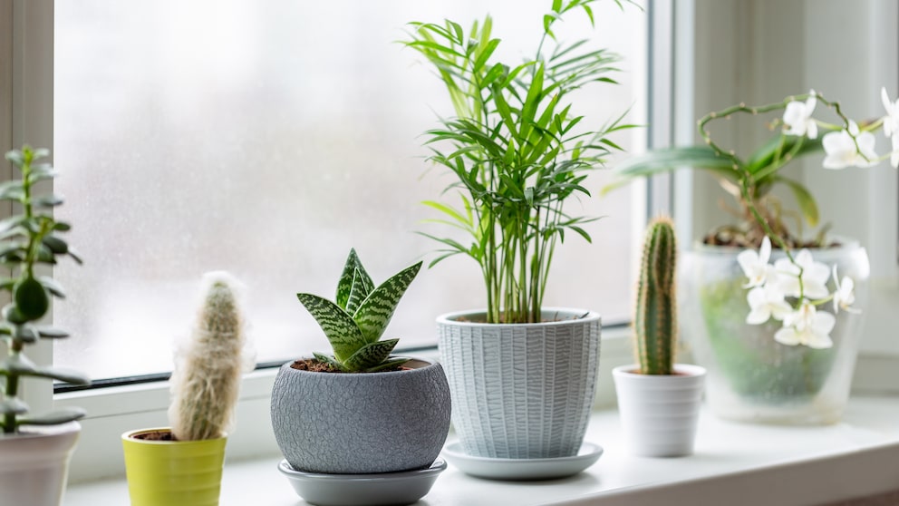 Gerade im Winter sollten manche Pflanzen nicht auf der Fensterbank stehen. Sie vertragen die warme und trockene Heizungsluft nicht