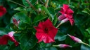 Dipladenia überwintern