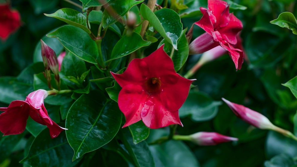 Dipladenia überwintern