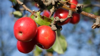 Zierapfel-Sorte „Red Sentinel“