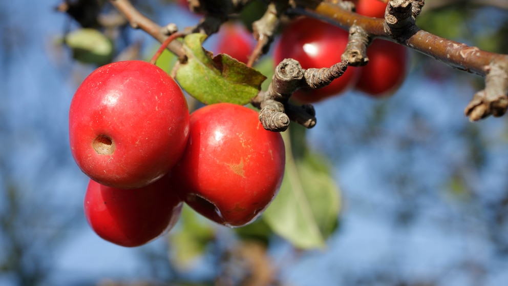 Zierapfel-Sorte „Red Sentinel“