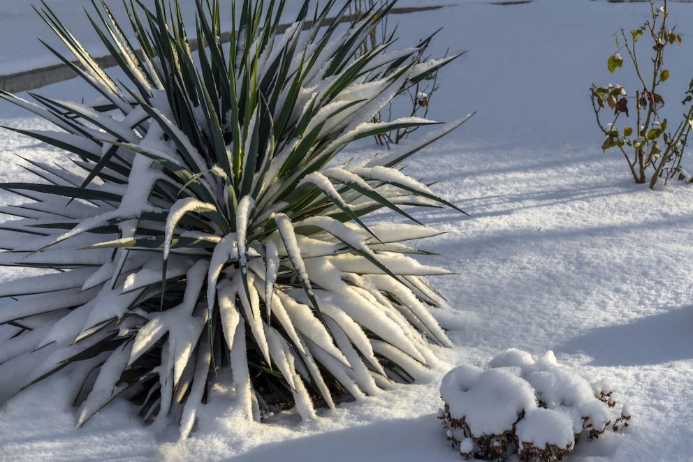 The Yucca is technically not a true palm, but it is often treated as one due to its similarity.