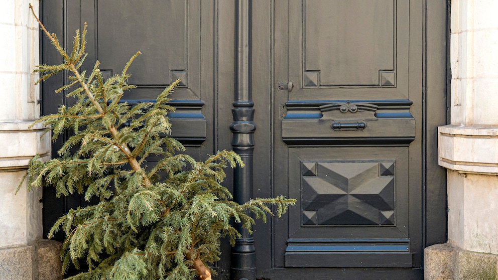 Nach dem Fest schmeißen viele ihren Weihnachtsbaum direkt raus