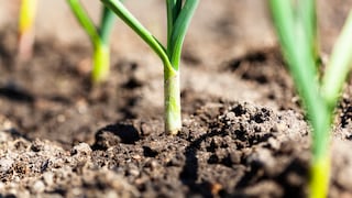 Lauch im Garten anpflanzen