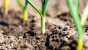 Lauch im Garten anpflanzen