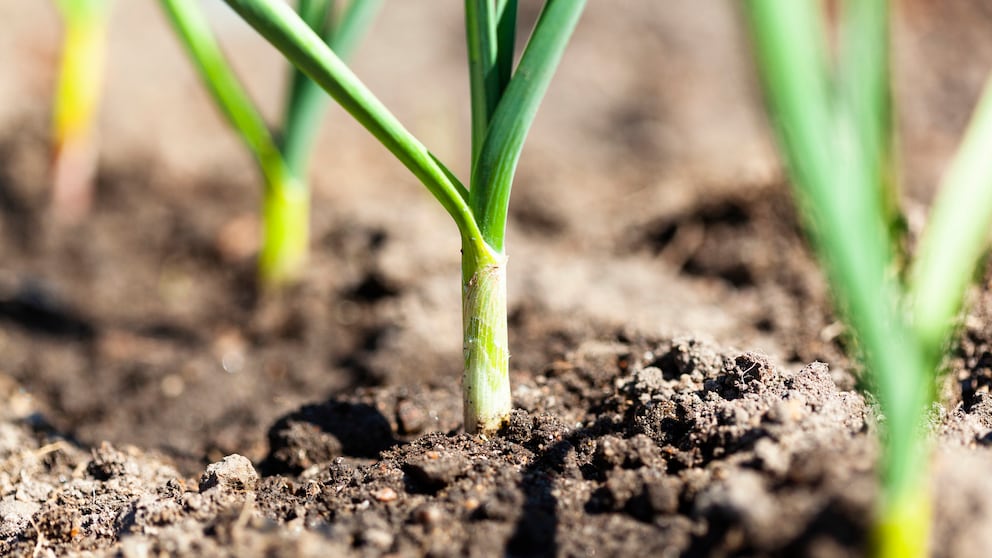 Lauch im Garten anpflanzen