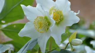 Christrosen