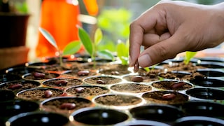 Die Bedeutung der unterschiedlichen Bezeichnungen gibt Rückschlüsse auf die Merkmale des Saatguts