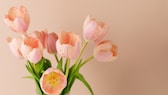 Ein Tulpenstrauß holt den Frühling in die Wohnung und mit der richtigen Pflege bleibt er lange frisch