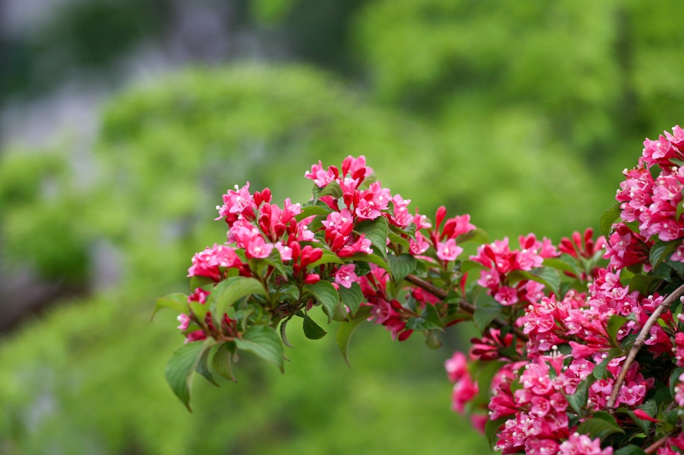 Weigela florida