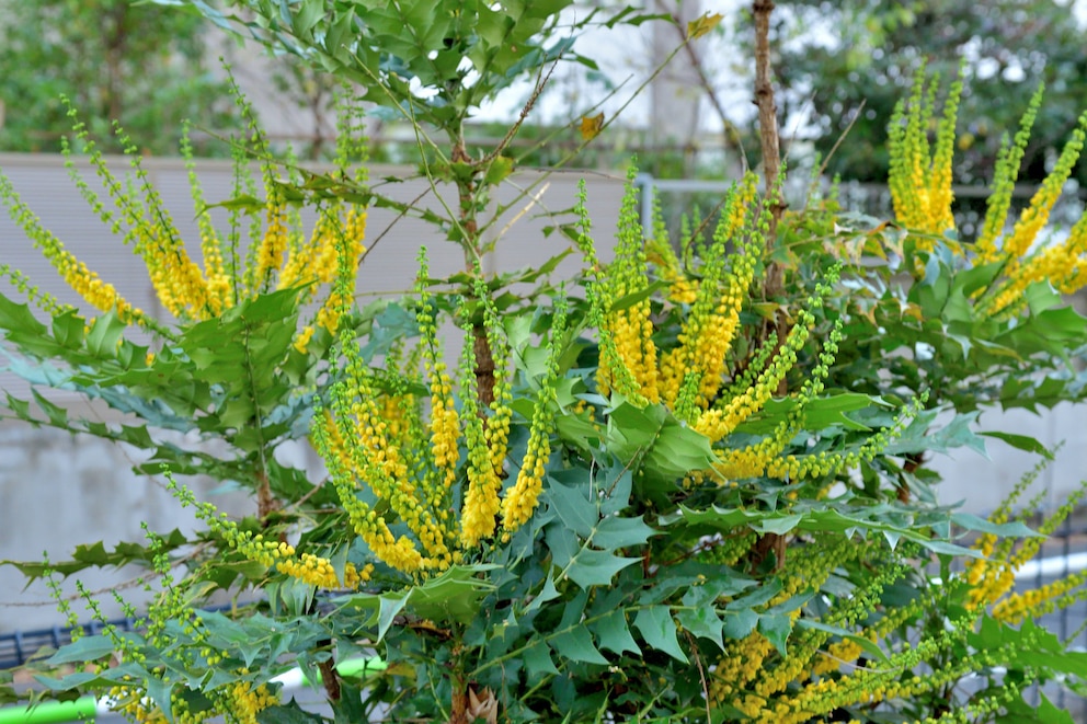 Die leuchtend gelben Blüten der Mahonien sorgen im Frühjahr für Hingucker im Garten